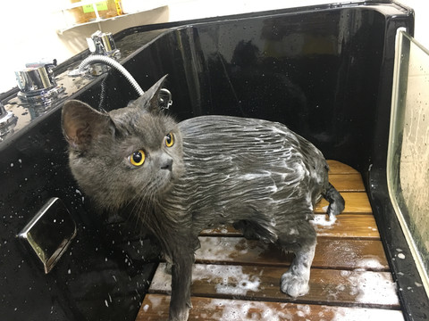 蓝猫洗澡