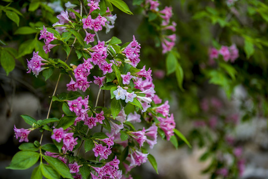 锦带花