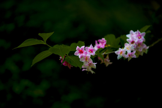 锦带花