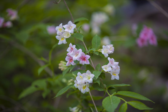 锦带花