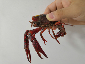 皮皮虾