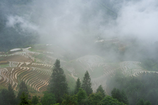 云雾梯田