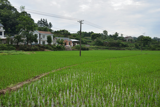 美丽乡村稻田