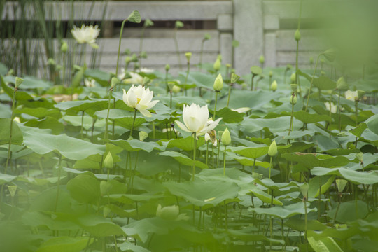 荷花