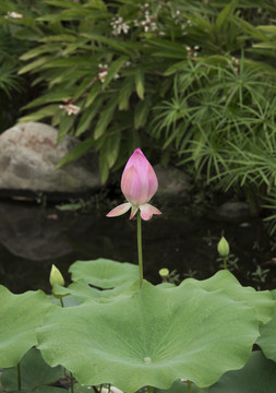 荷花