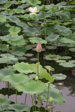 莲花