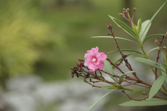 小红花