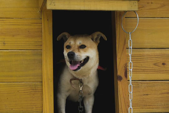 中华田园犬