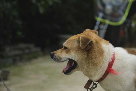 中华田园犬