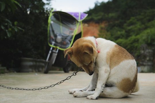 中华田园犬