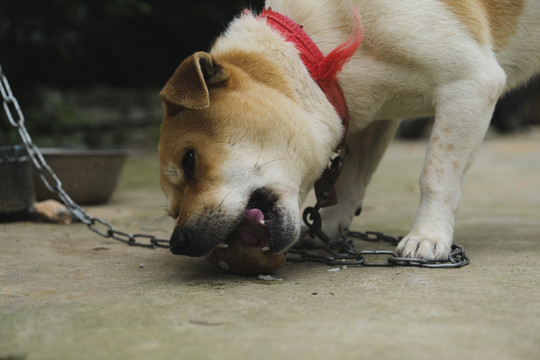 中华田园犬