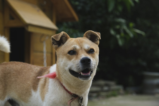 中华田园犬