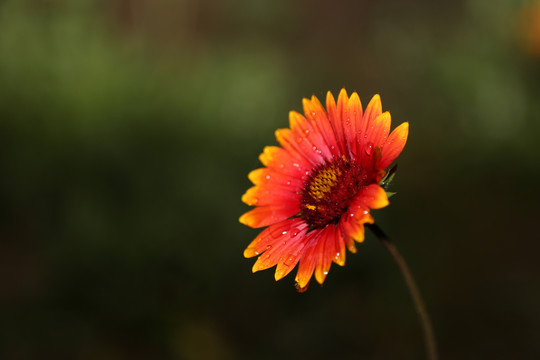 花卉特写