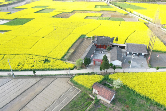 油菜花地