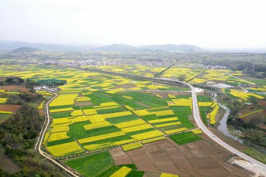 油菜花地