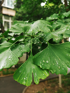 雨后银杏树