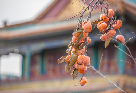 北京故宫里的柿子树
