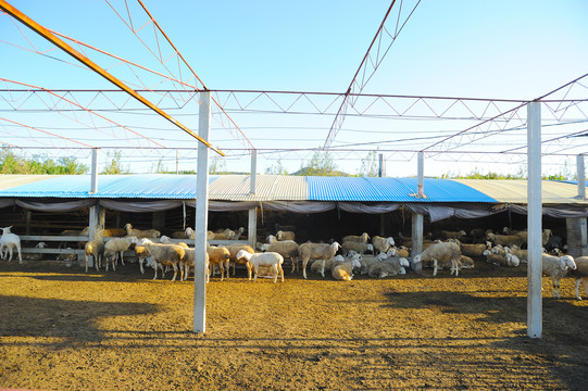 山羊繁殖场