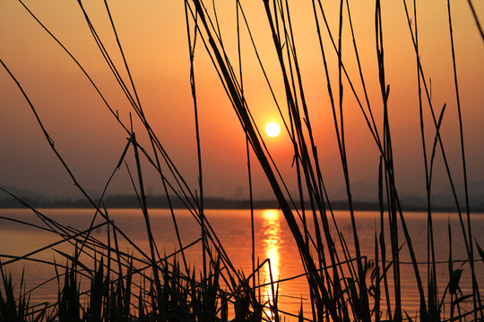 夕阳
