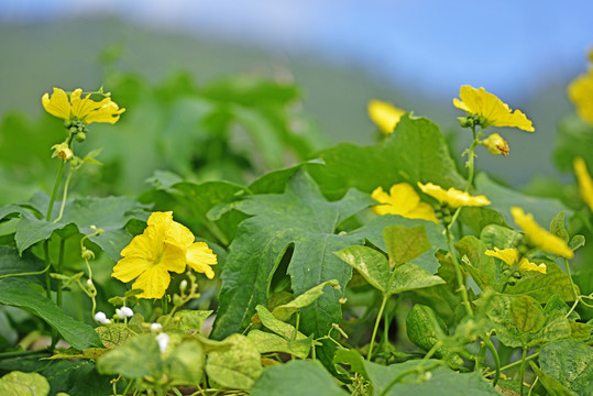 瓜花