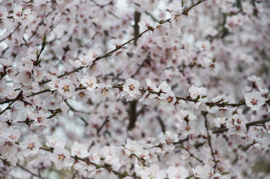粉色桃花映春开