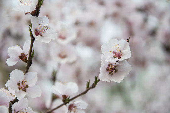 粉色桃花映春开