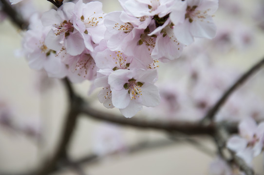 春天桃花满枝头