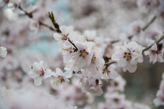 山桃花开簇枝头