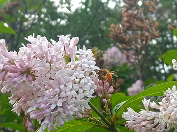 美丽花卉