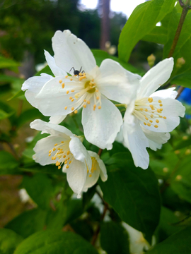 美丽花卉