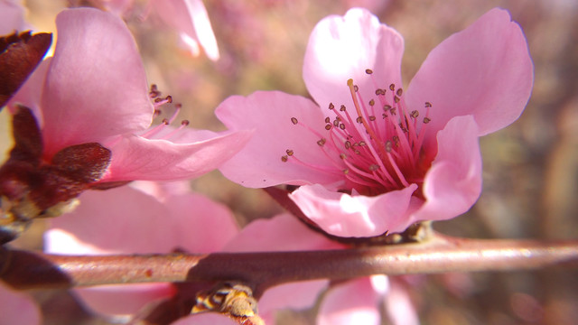 精致的粉色桃花