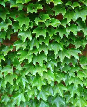 绿色植物墙面素材