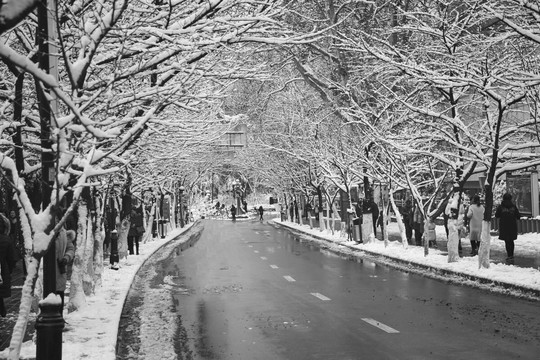 冬季的马路雪景