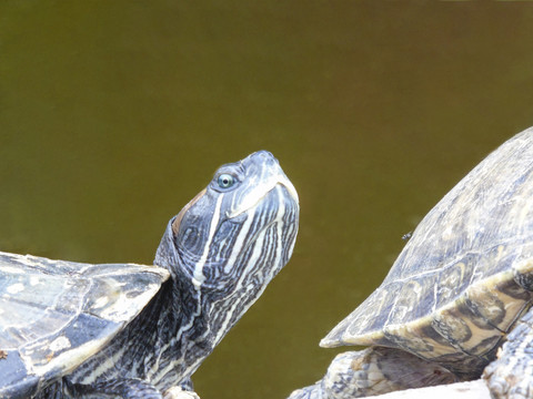 海洋动物乌龟海龟特写素材