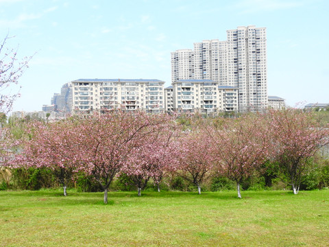 八里湖九龙山公园桃花