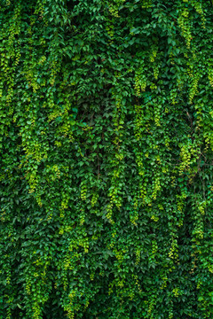 绿叶墙背景素材