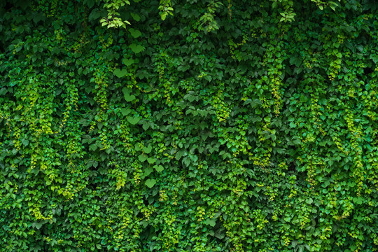 绿叶墙背景素材