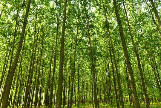 绿色树林