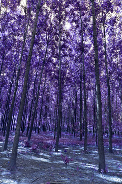 紫色茂密树林