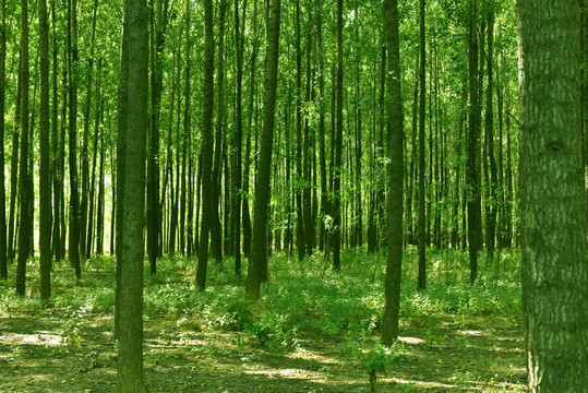 绿色树木树林