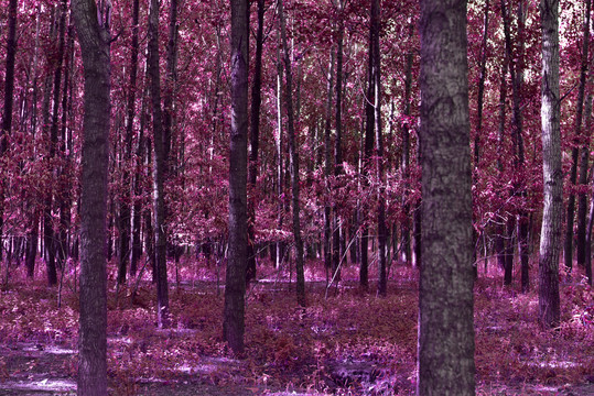 粉色树林