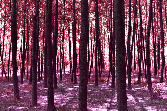 粉色树林