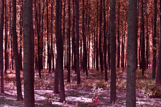 秋色粉红色树林