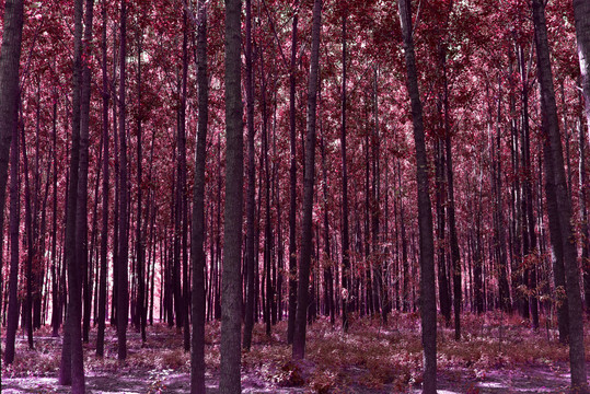 秋色粉红色树林