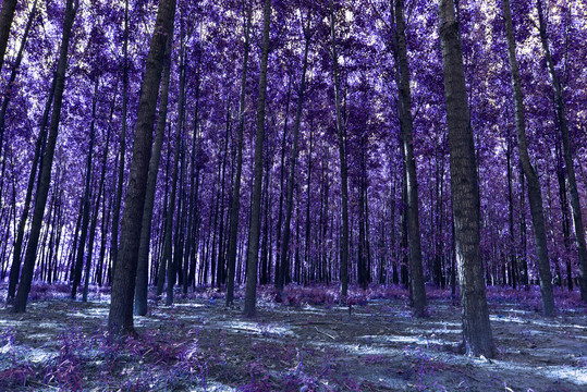 秋色紫色树林