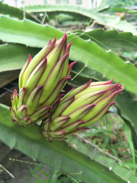 花苞花蕾