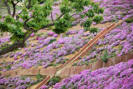 迁西雨花谷