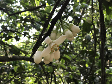 橘红花