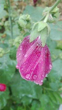 雨后的蜀葵花