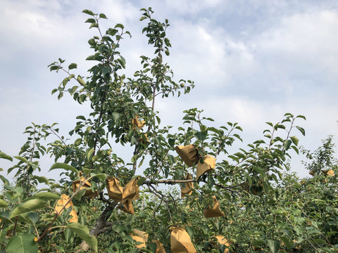 苹果套袋植物套袋